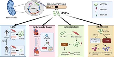 MOTS-c: A promising mitochondrial-derived peptide for therapeutic exploitation